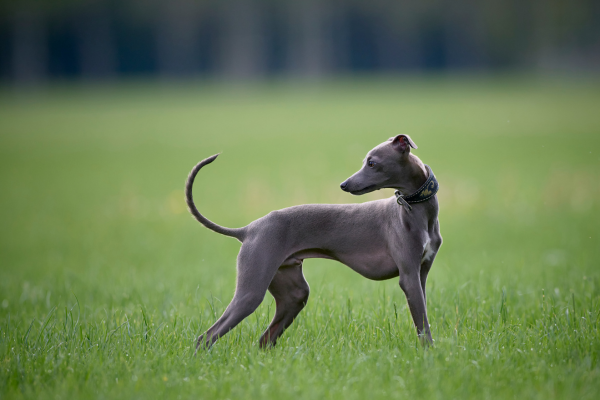Whippet v modrom sfarbení